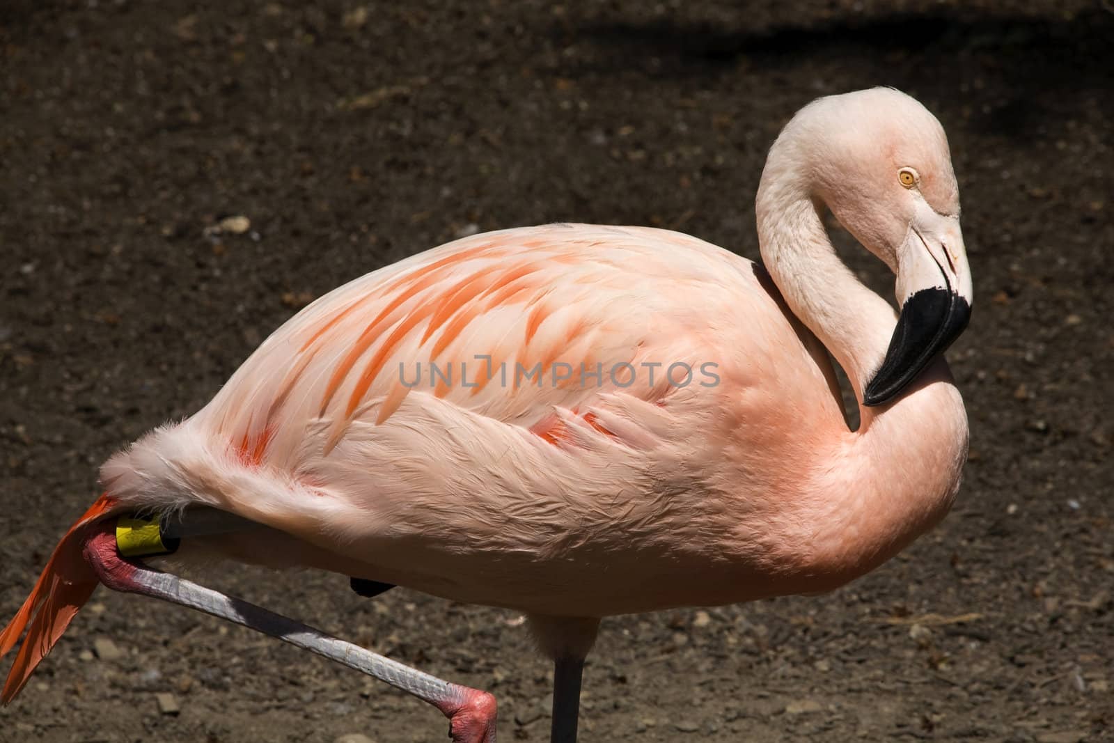 Pink Chilean Flamingo and Feathers Portrait by bill_perry