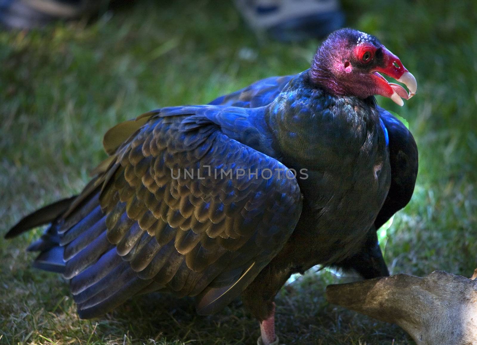 Turkey Vulture Red Head Black Feathers.  Naked Red Head so it can eat decaying material without getting the bacteria

Resubmit--In response to comments from reviewer have further processed image to reduce noise, adjust lighting and sharpen focus.