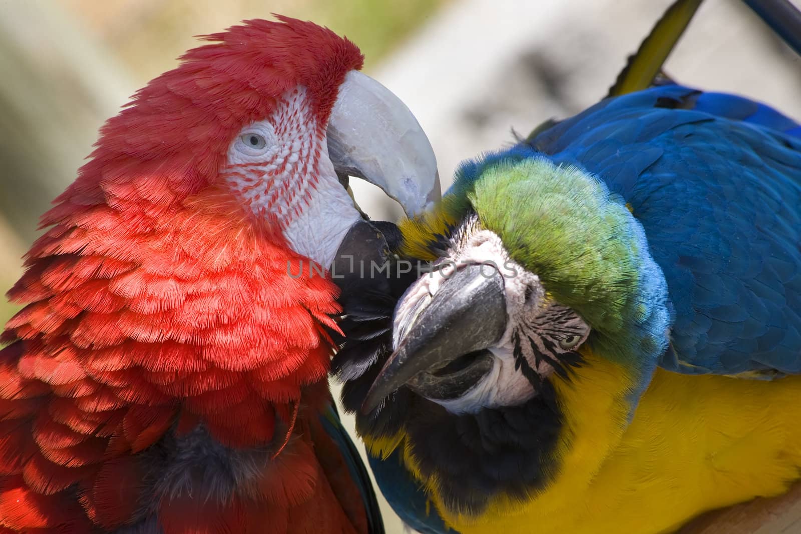 Grooming Green Wing Macaw and Blue Gold Macaw Close Up Looking at You

Resubmit--In response to comments from reviewer have further processed image to reduce noise, sharpen focus and adjust lighting.