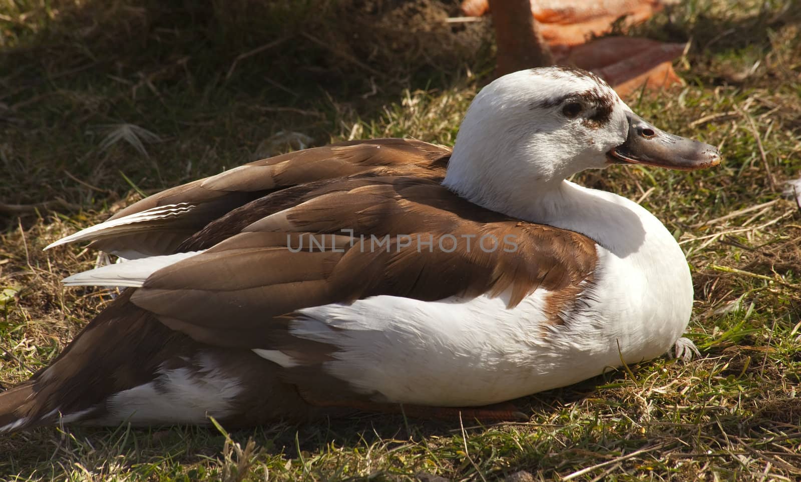 Brown White Duck by bill_perry