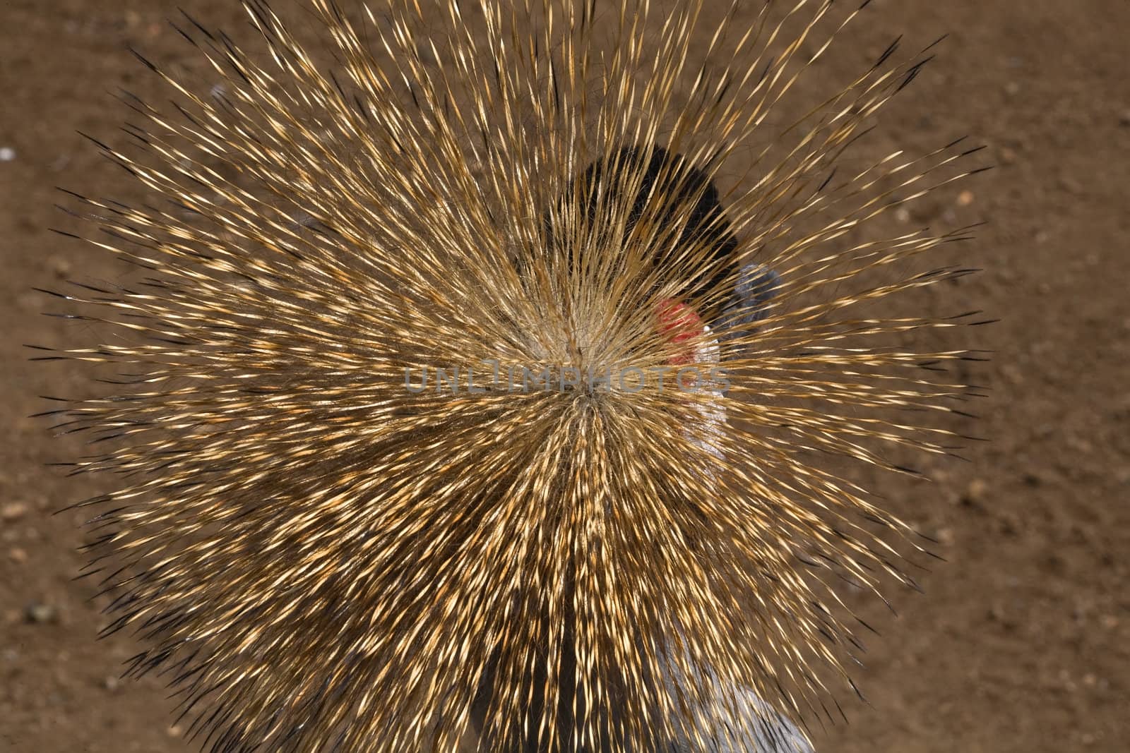 Southern Crowned Crane Close Up of Crown by bill_perry