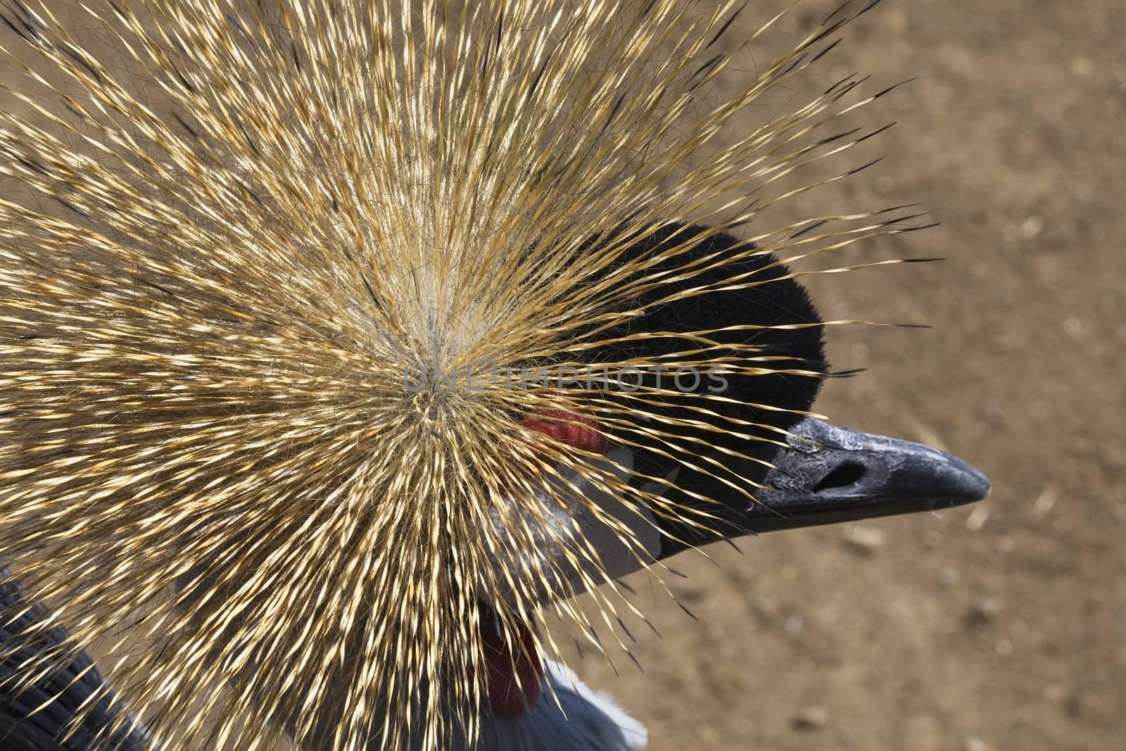 Grey White Red Southern Crowned Crane Close Up

Resubmit--In response to comments from reviewer have further processed image to reduce noise, sharpen focus and adjust lighting.