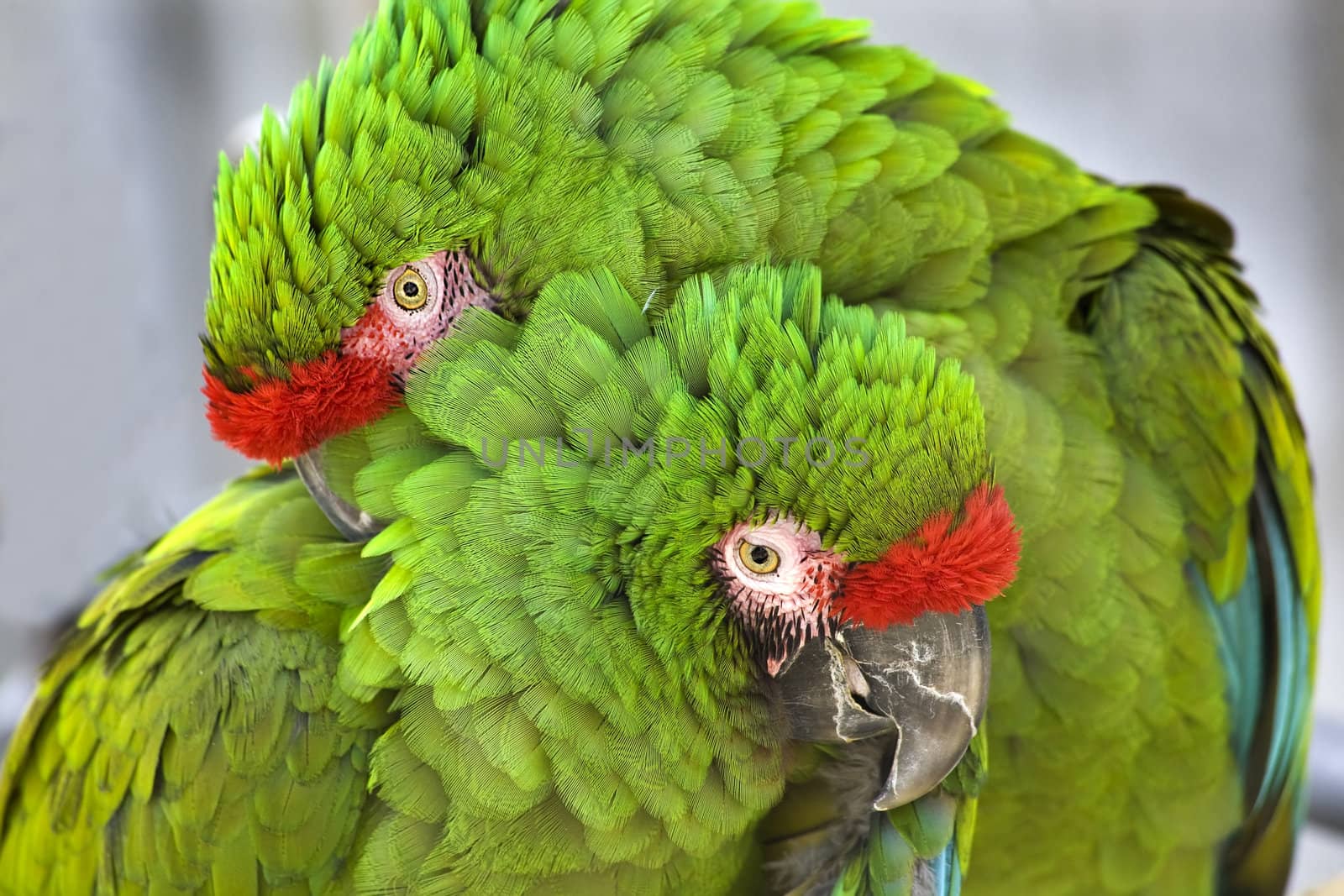 Cuddling Green Feathers Two Military Macaws Close Up Looking at You

Resubmit--In response to comments from reviewer have further processed image to reduce noise, sharpen focus and adjust lighting.