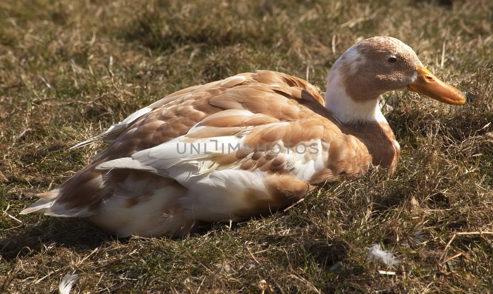 Brown White Duck Orange Beak Lying Down

Resubmit--In response to comments from reviewer have further processed image to reduce noise, sharpen focus and adjust lighting.