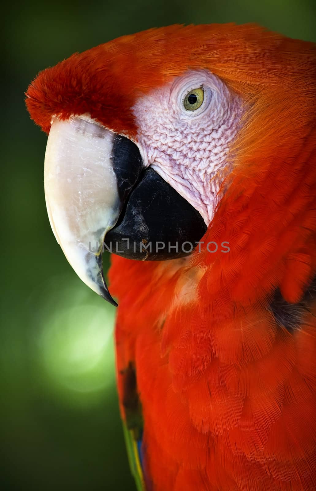 Scarlet Macaw Head White Beak Eye Red Plumage Close Up

Resubmit--In response to comments from reviewer have further processed image to reduce noise, sharpen focus and adjust lighting.