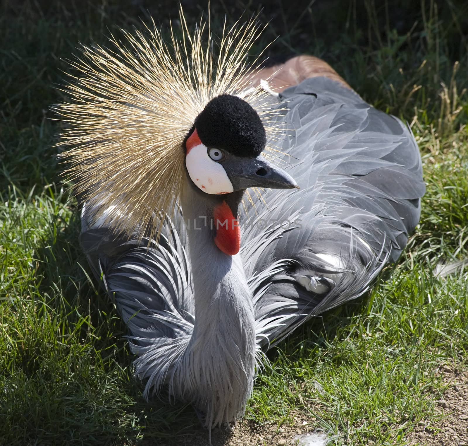 Southern Crowned Crane Close Up by bill_perry