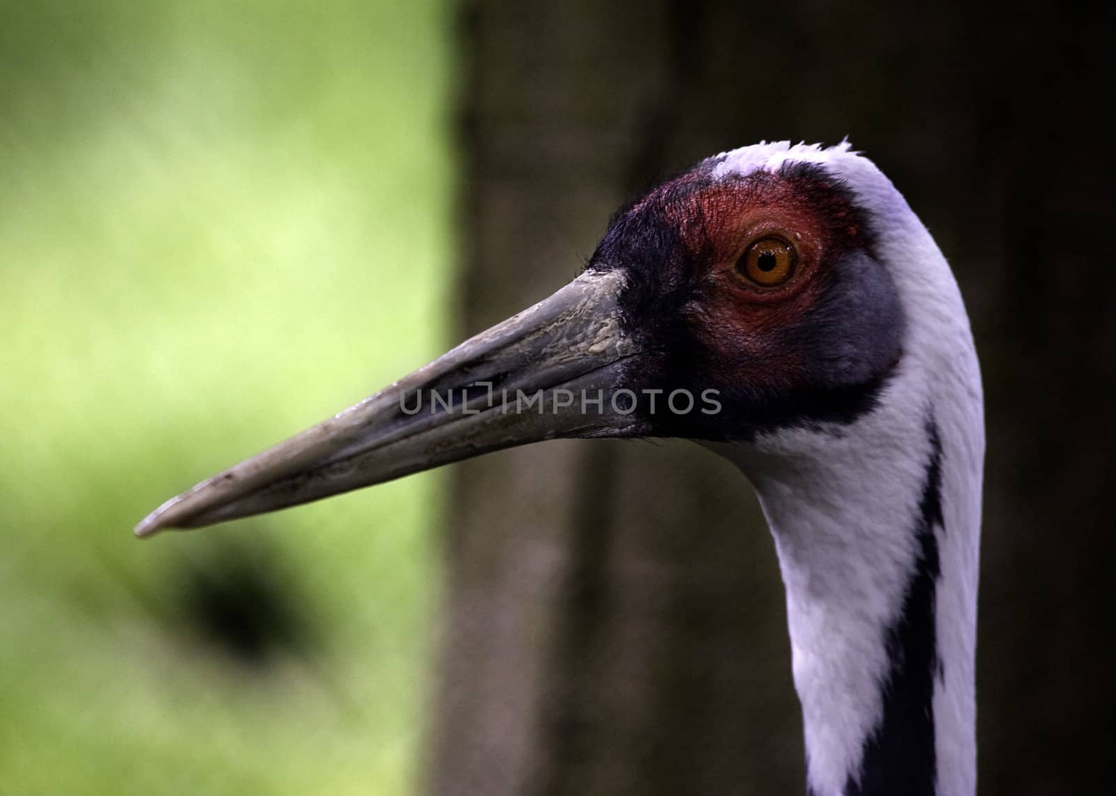 Sandhill White Feathered Crane, Close Up of Head and Red Eye, Grus Canadensis

Resubmit--In response to comments from reviewer have further processed image to reduce noise, sharpen focus and adjust lighting.