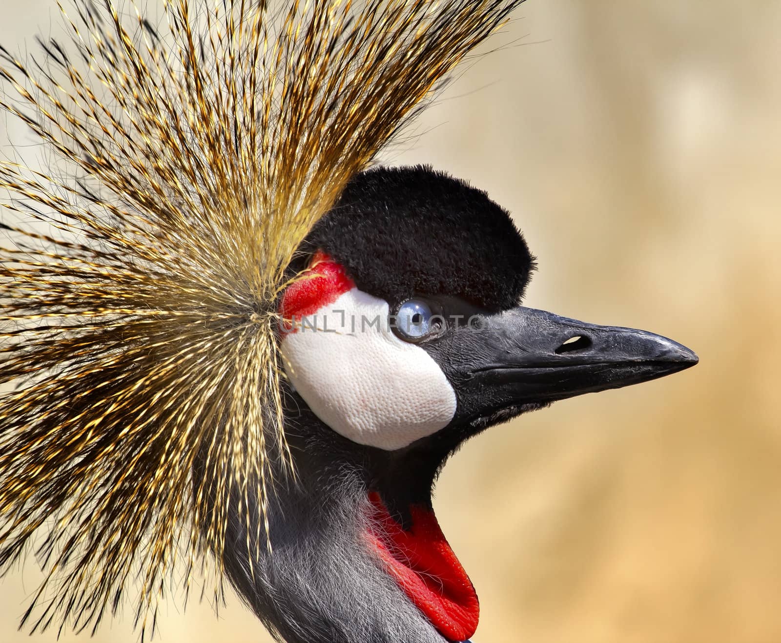 Southern Crowned Crane by bill_perry