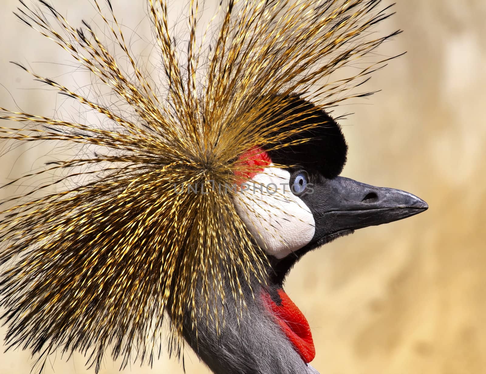 Southern Crowned Crane Balearica Regulorum