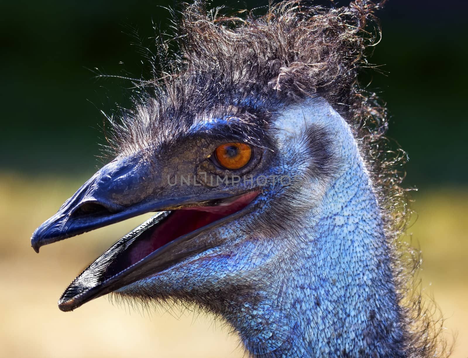 Hairy Emu Head Close Up Orange Eye