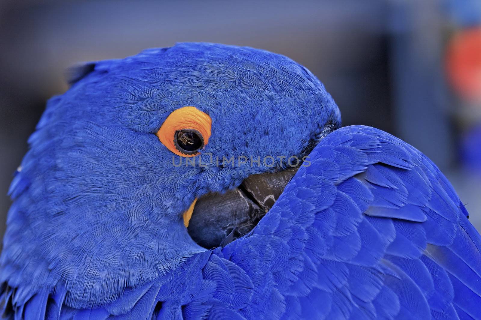 Blue Hyacinth Macaw by bill_perry