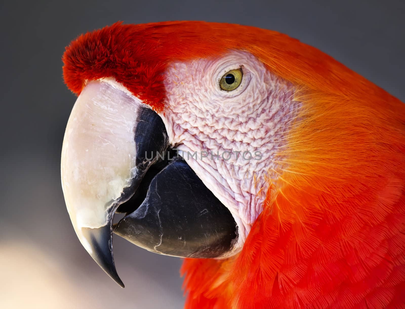 Scarlet Macaw Close Up Beak Open Ara Macao