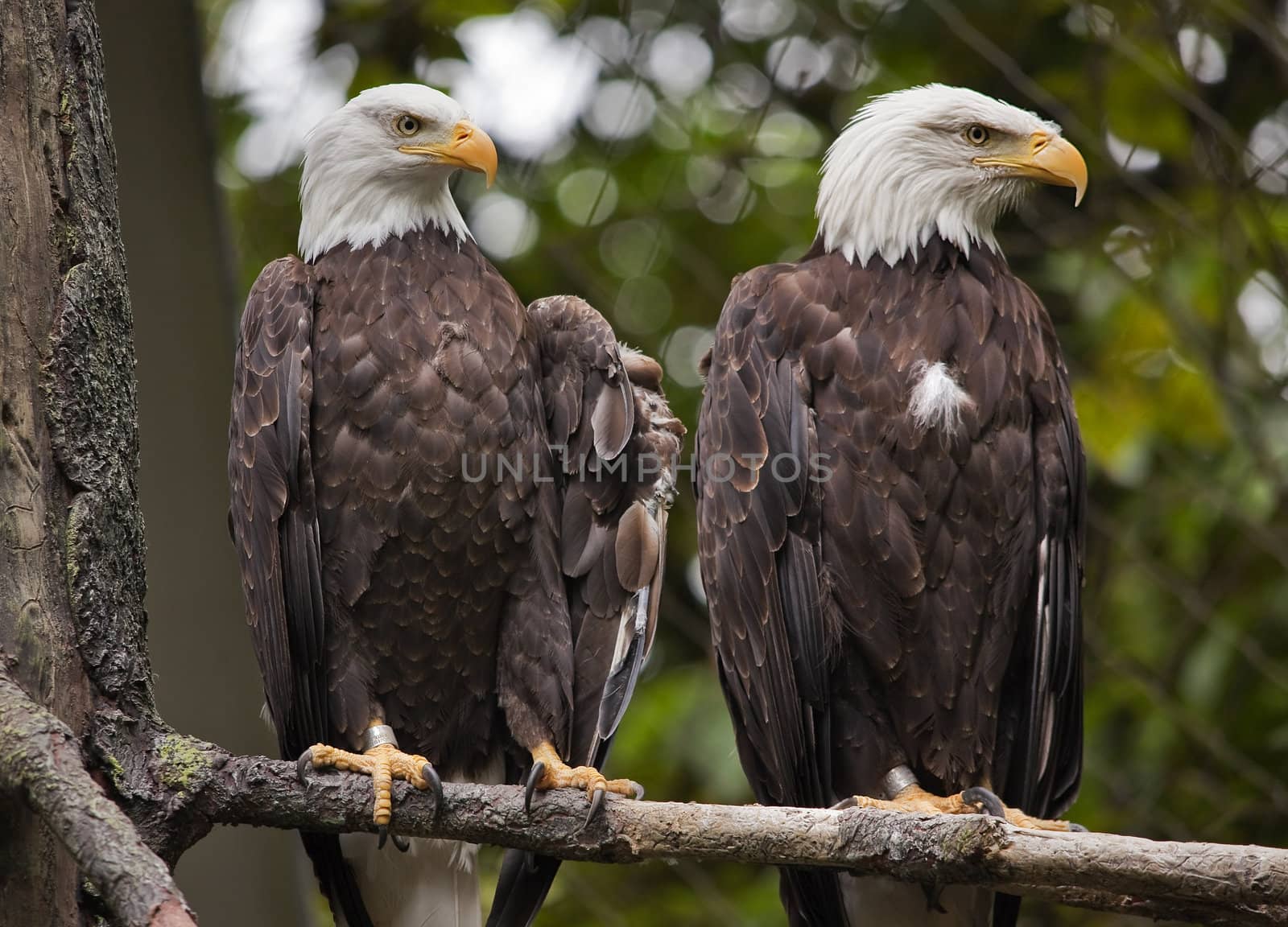 Mature White Headed Bald Eagles Sitting in Tree Washington

Resubmit--In response to comments from reviewer have further processed image to reduce noise, sharpen focus and adjust lighting.