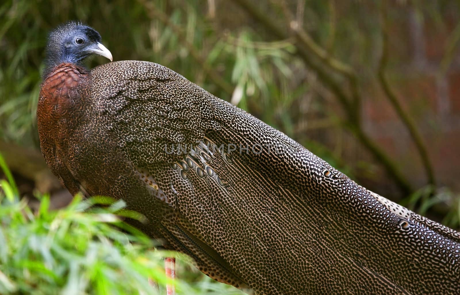 Malayan Great Argus Pheasant Blue Eye Long Feathers Argusianus Argus

Resubmit--In response to comments from reviewer have further processed image to reduce noise, sharpen focus and adjust lighting.