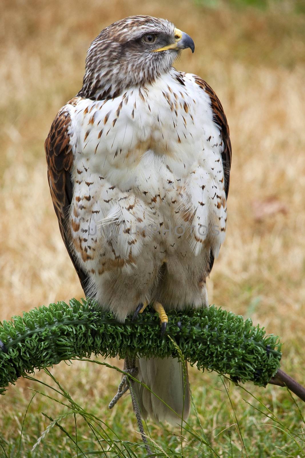 Ferruginous Hawk  Brown Feathers by bill_perry