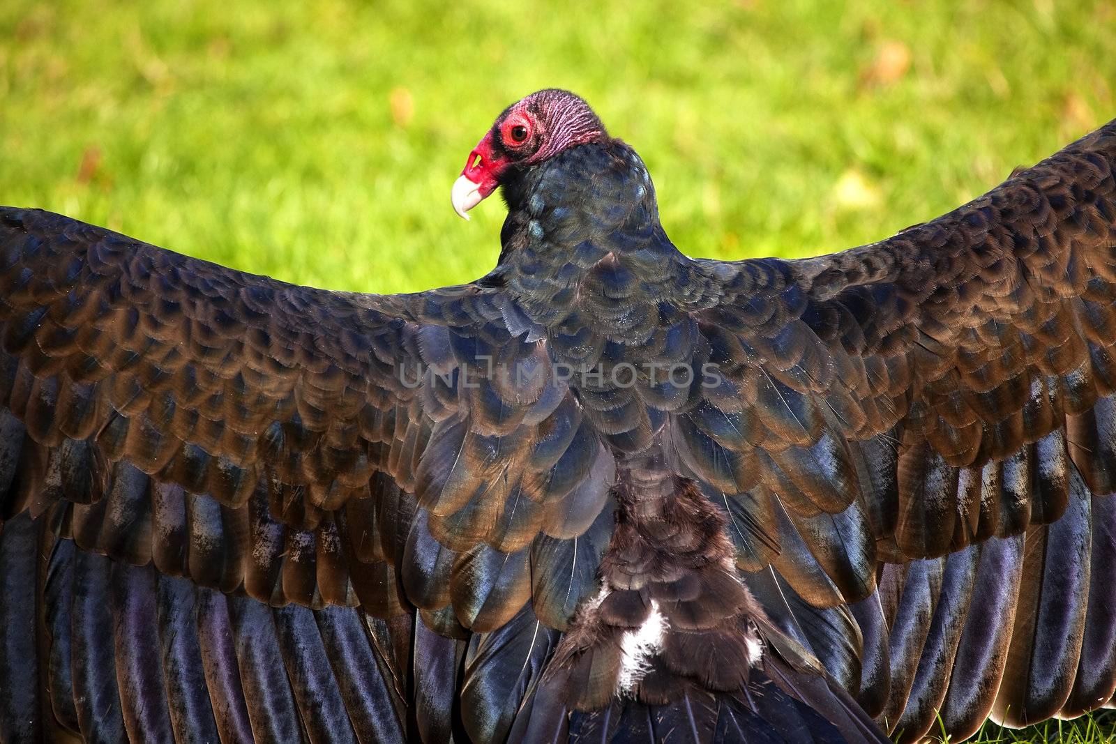 Turkey Vulture Red Head Wings Spread Drying in the Sun
Black Feathers dandruff  Naked Red Head so it can eat decaying material without getting the bacteria

Resubmit--In response to comments from reviewer have further processed image to reduce noise, sharpen focus and adjust lighting.