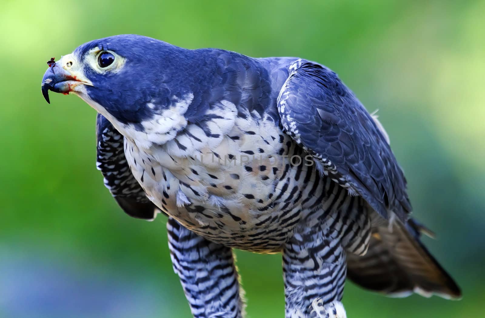 Gyr Falcon Falco Rusticolus by bill_perry