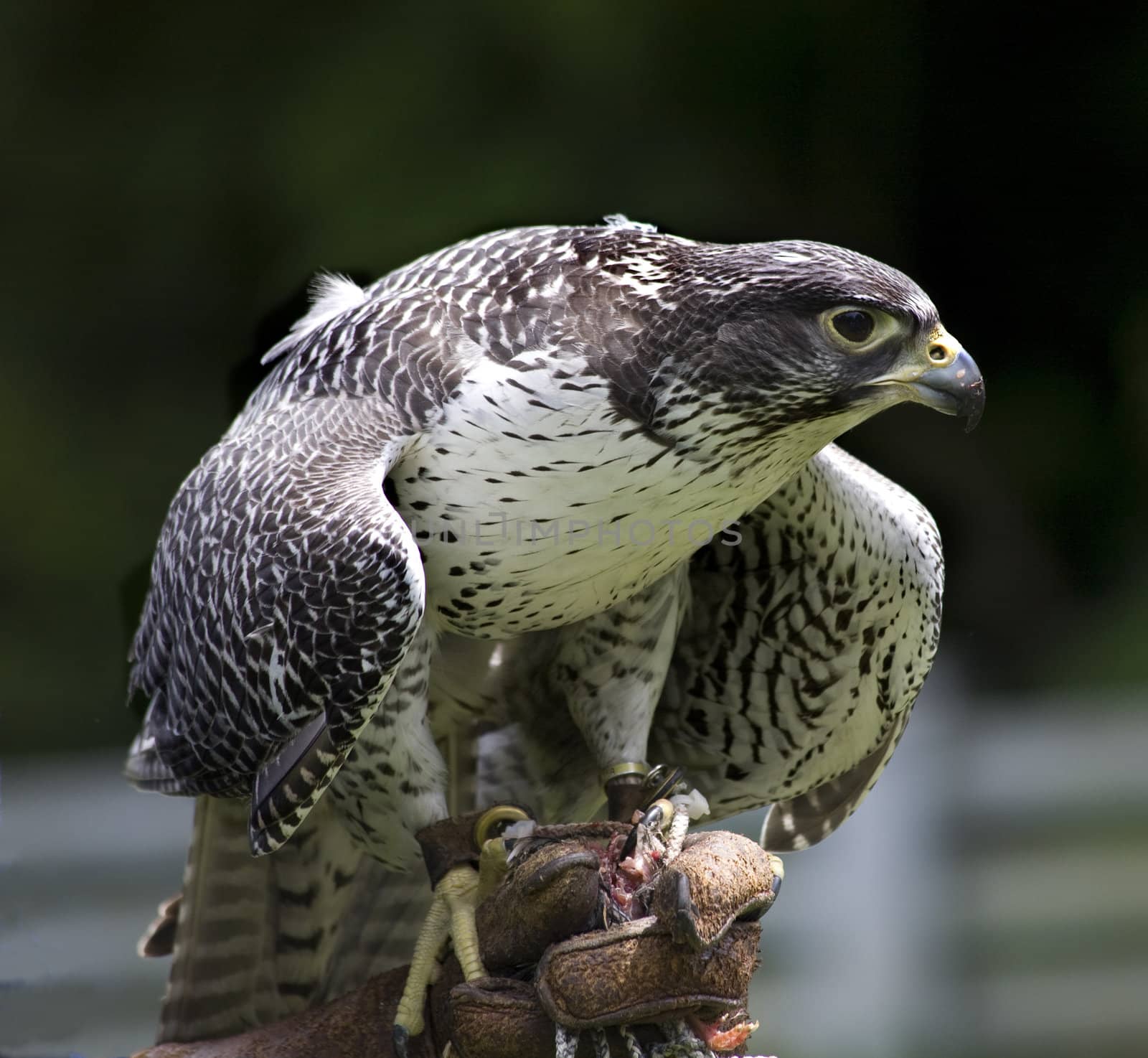 Gyr Falcon Falco Rusticolus by bill_perry