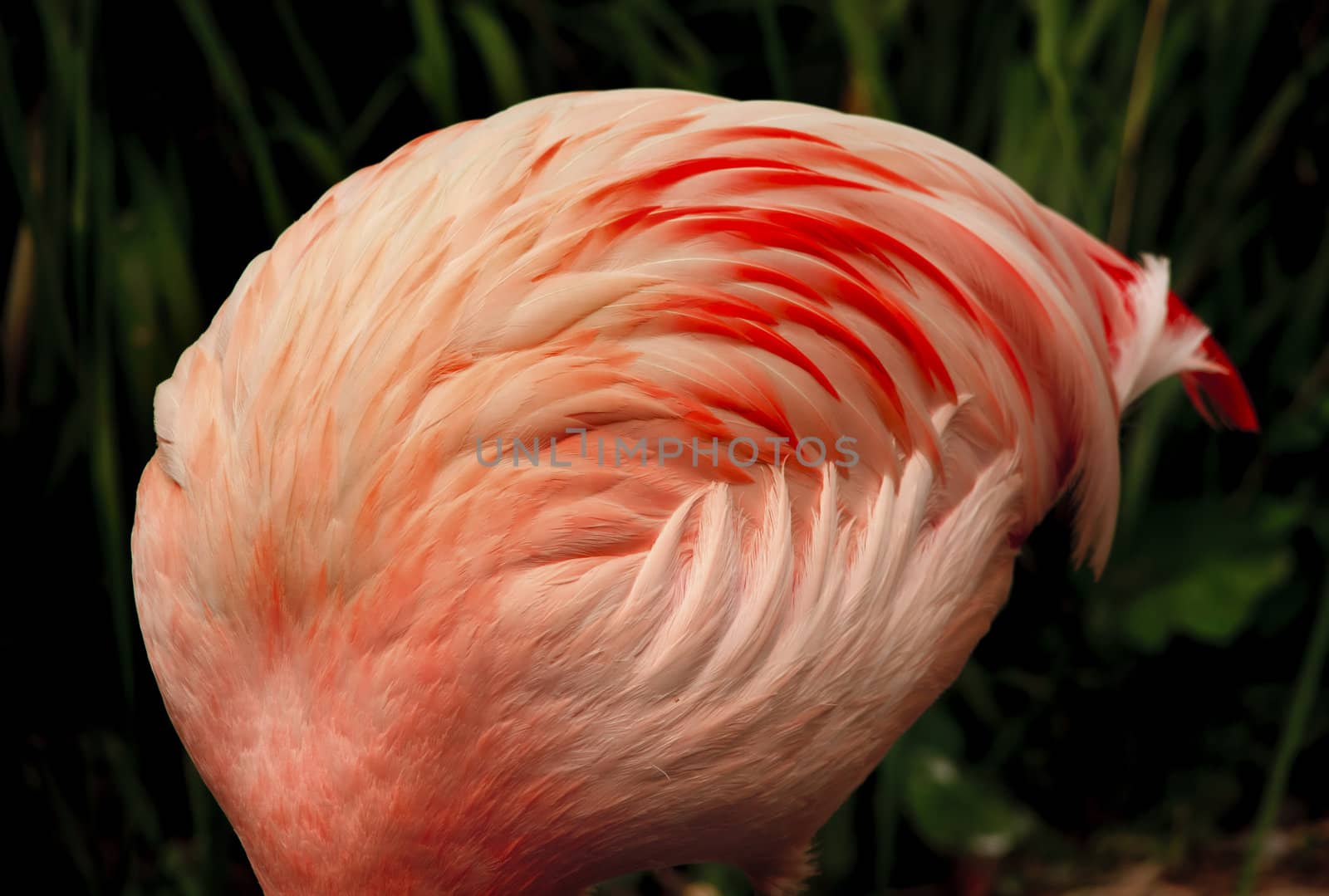 Pink Chilean Flamingo Feathers Ball, Phoenicopterus chilensis, Orange white and pink feathers Flamingo Eating