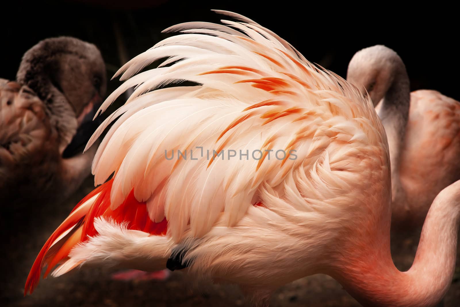 Pink Chilean Flamingo Feathers, Phoenicopterus chilensis, Orange white and pink feathers