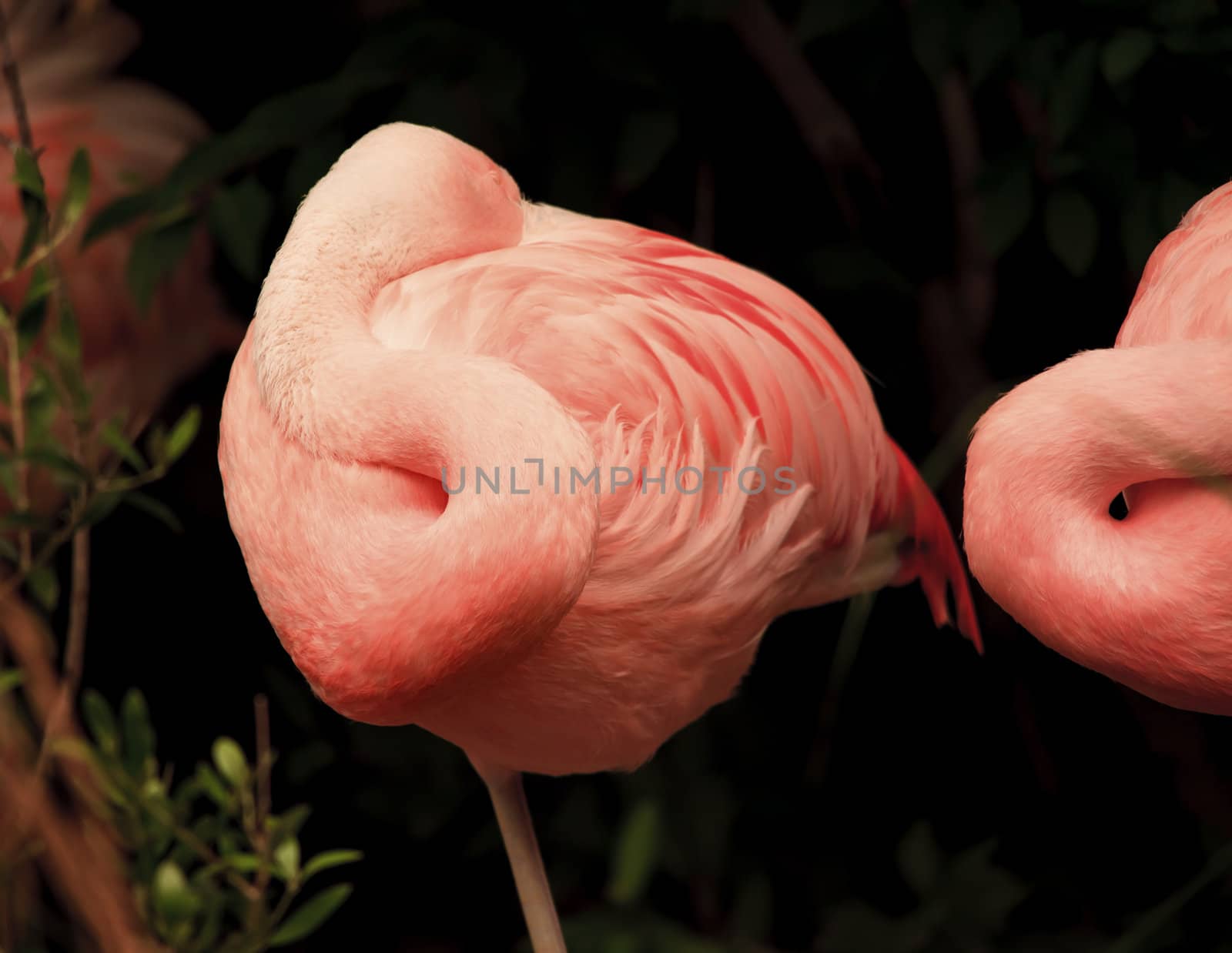 Pink Chilean Flamingo Resting Feathers, Phoenicopterus chilensis, Pink and White feathers