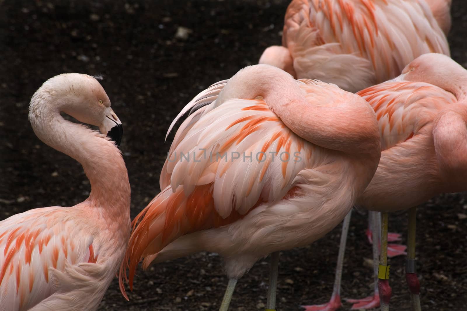 Pink Flamingos and Feathers from Chjle, Phoenicopterus chilensis, against black background, Red Orange white and pink feathers.  Yellow eyes

