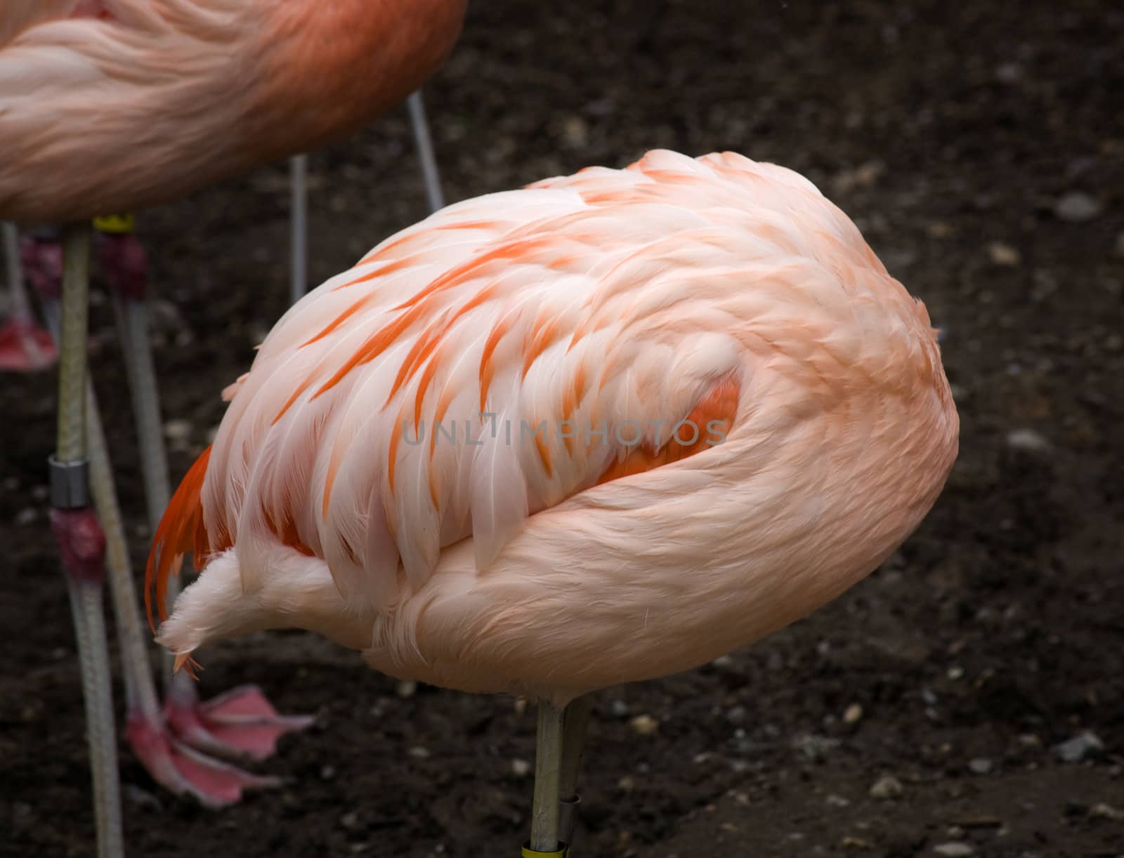 Pink Flamingo Feathers Ball from Chile, Phoenicopterus chilensis, against black background, Red Orange white and pink feathers.  Pink Flamingo folds head in feathers and becomes a ball

