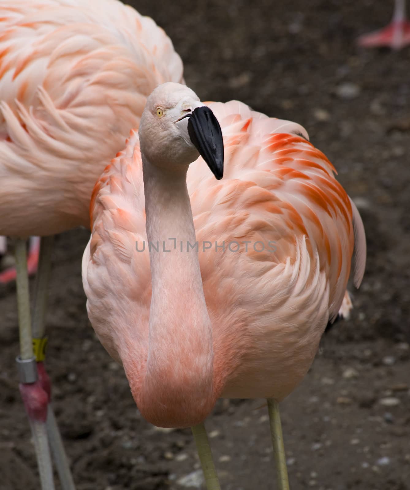 What You Looking At??  Pink Chilean Flamingo Looking at You by bill_perry