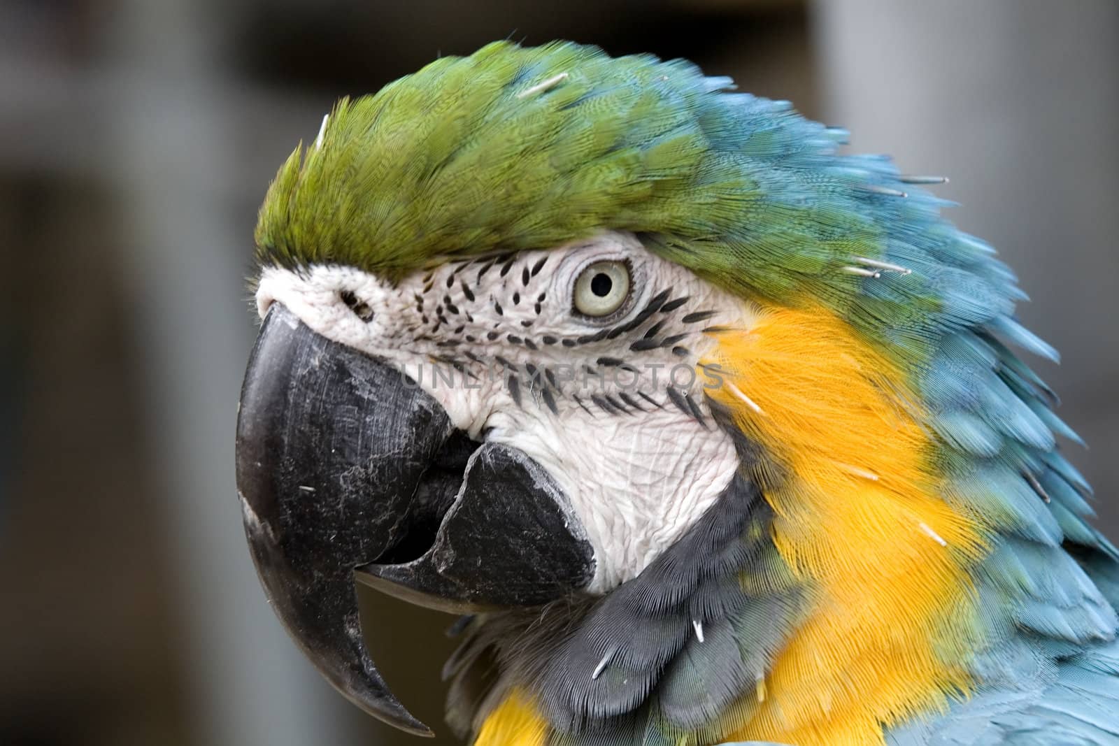Blue Gold Macaw Head Shot by bill_perry