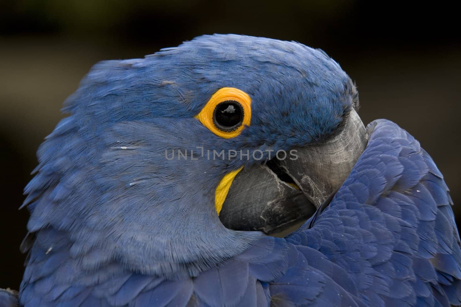 Blue Hyacinth Macaw Playing Peek A Boo by bill_perry