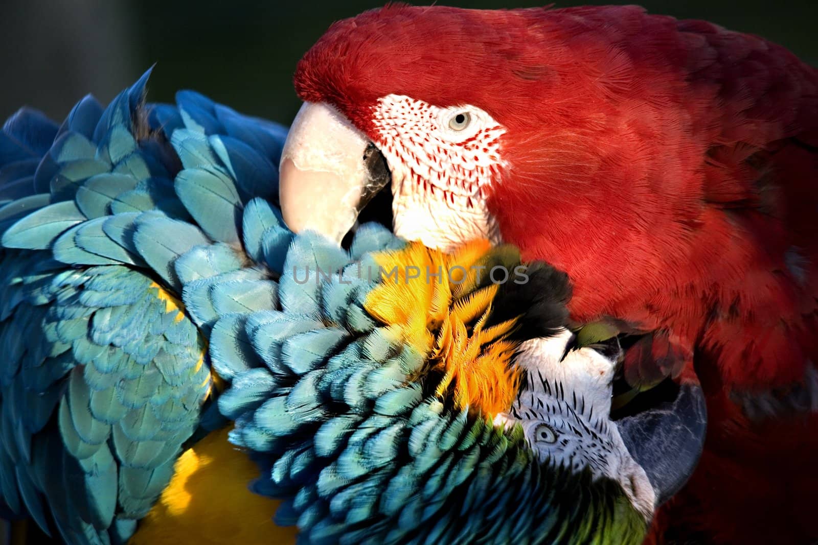 Red Green Winged Macaw and Blue and Gold Macaw Playing with a Love Bite