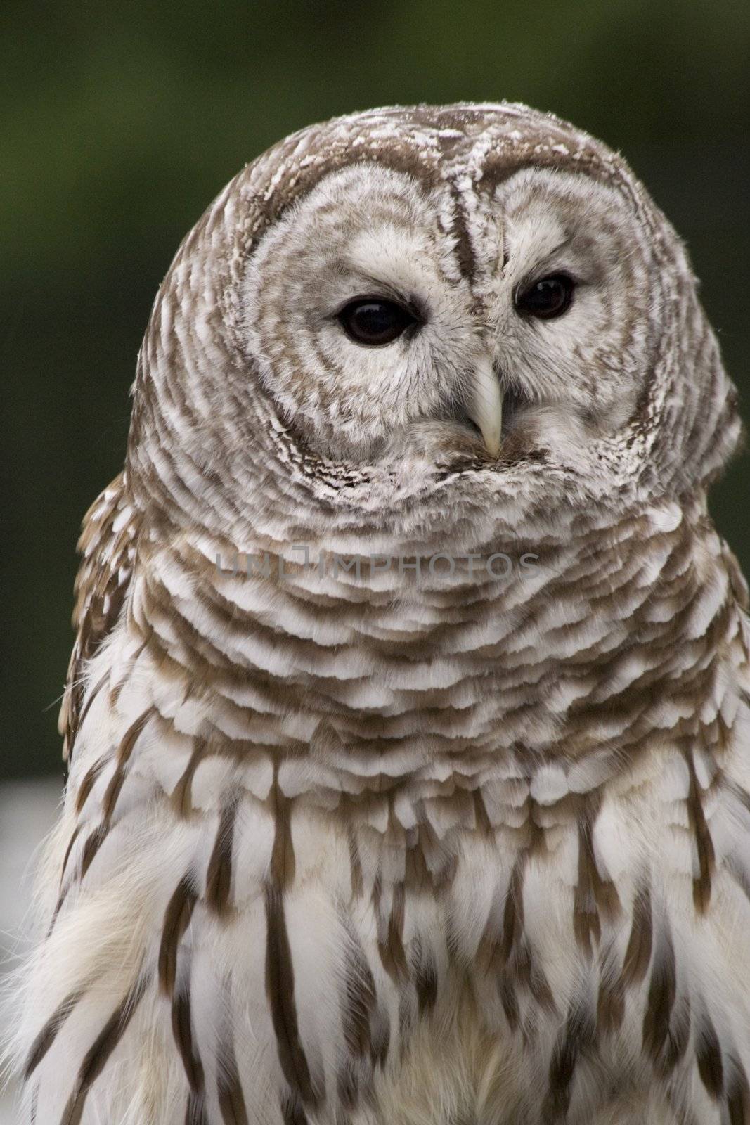 Barred Owl Close Up Black and White Owl