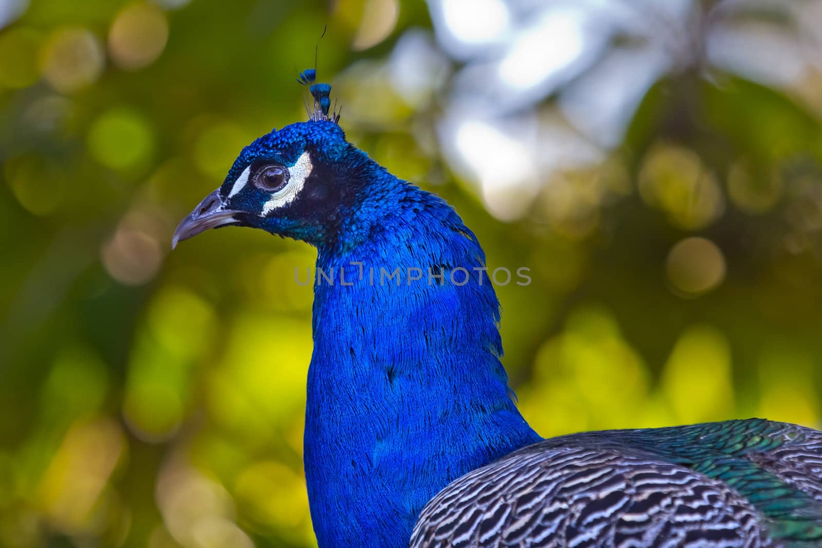 Blue Peackock Feathers and Neck Peafowl Pavo cristatus National bird of India