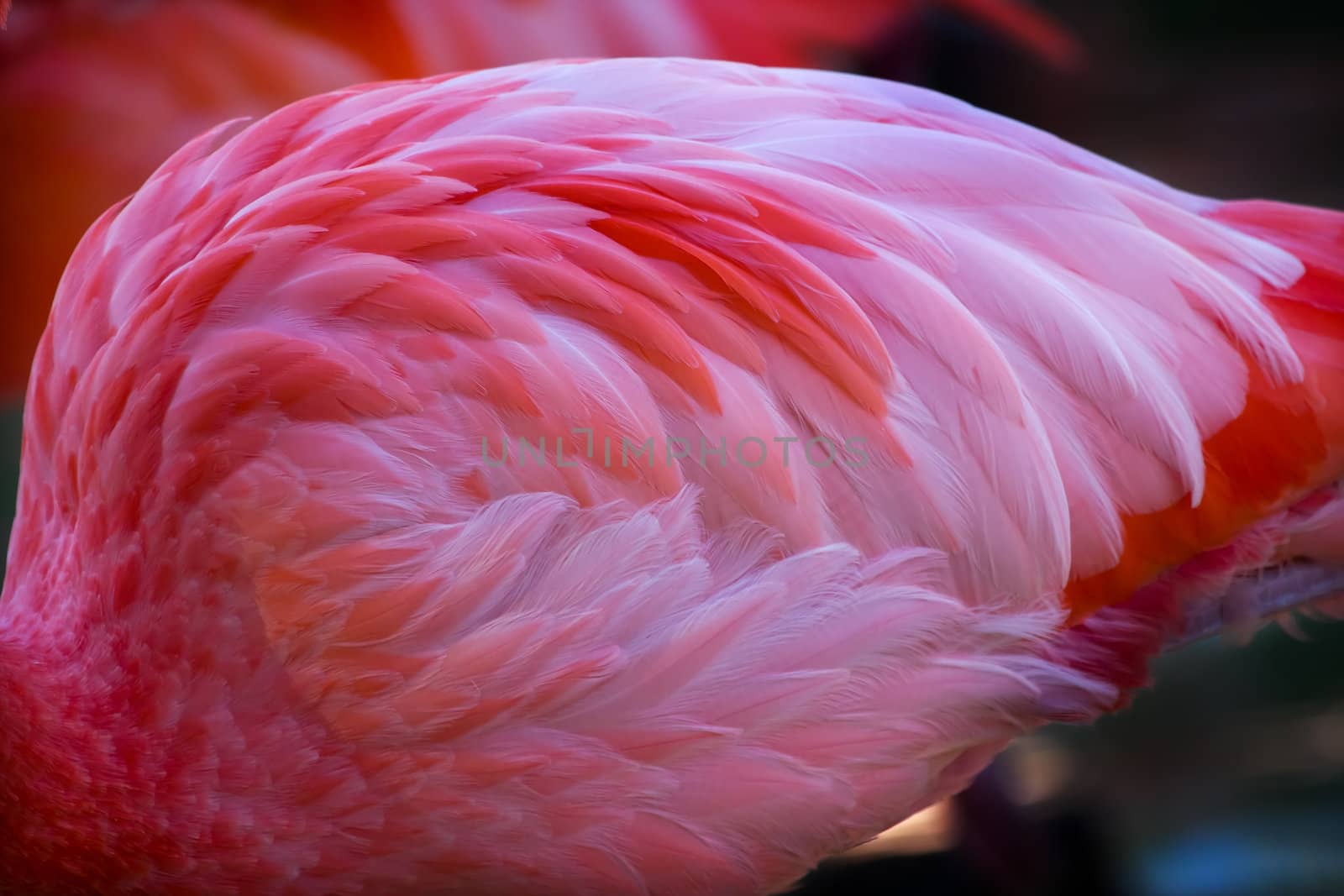 Pink Orange Caribbean Flamingo Feathers, Phoenicopterus ruber, Orange and pink feathers Also called Rosy Flamingo and American Flamingo Only flamingo native to North America