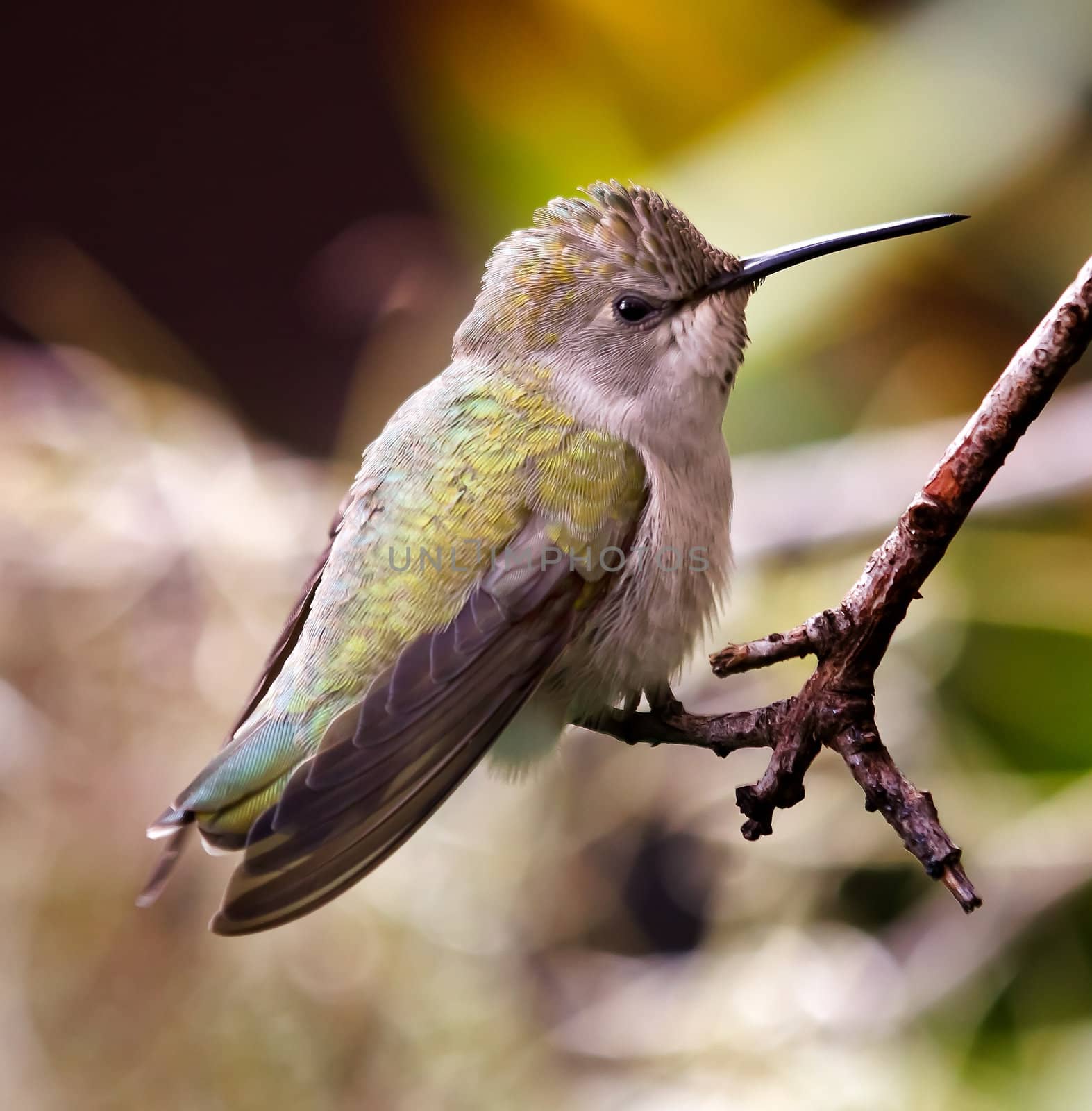 Anna's Hummingbird, calpyte anna, female, feed on nectar and live in North America, Feathers