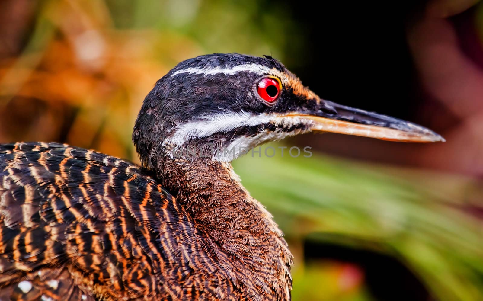 Greater Sunbittern Eurpyga helias Beautiful Feathers Red Eye South America