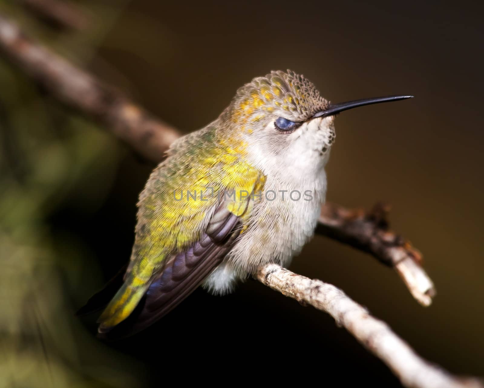 Angry Bird, Anna's Hummingbird, calpyte anna, female, feed on nectar and live in North America, Feathers