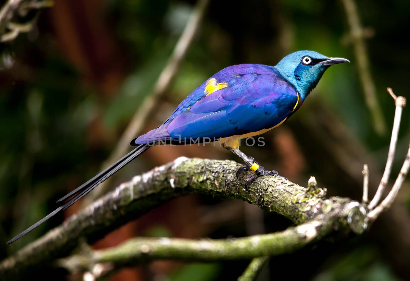 Blue Purple Golden Breasted Royal Starling Cosmopsarus Regius East African bird