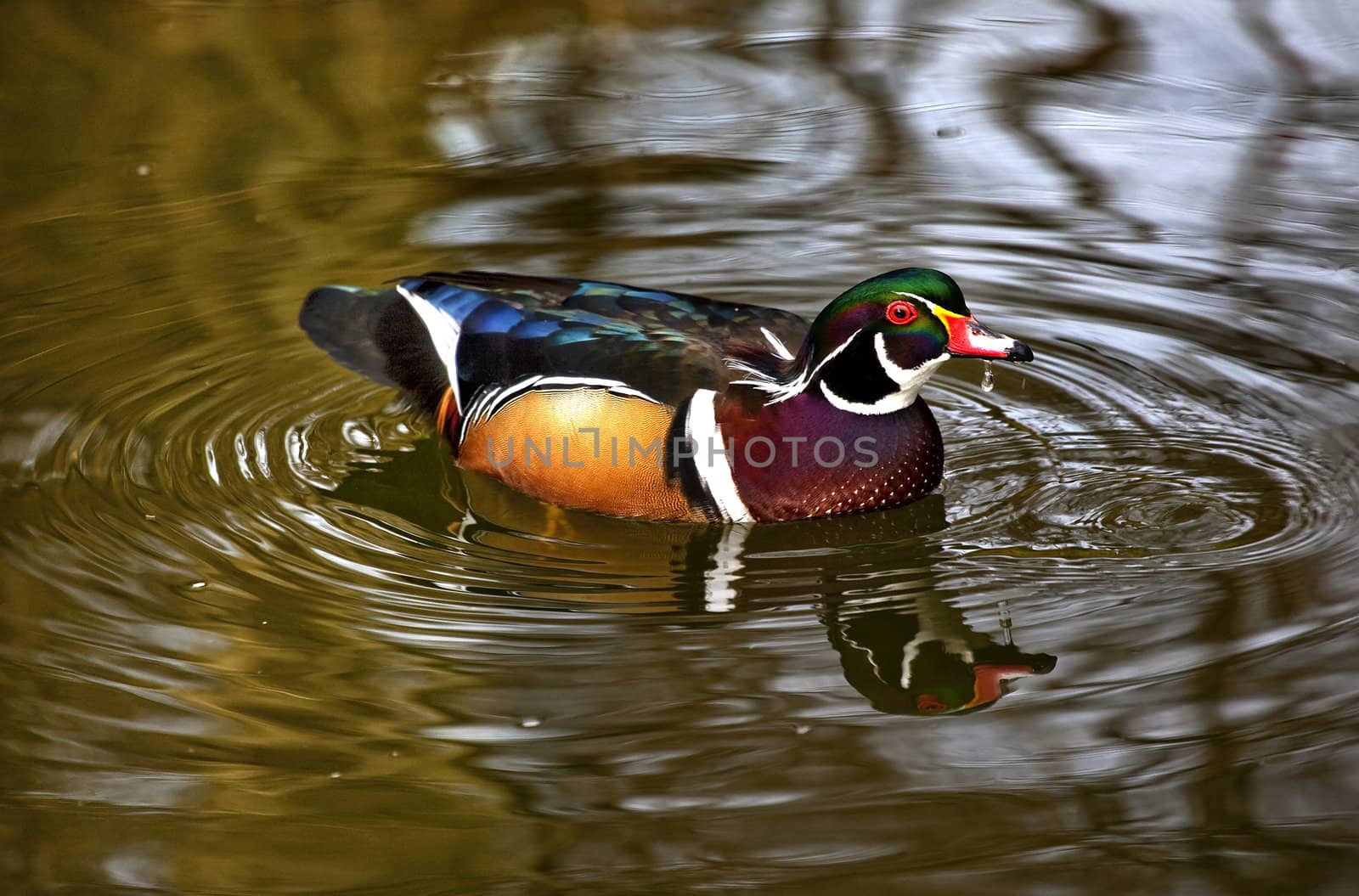 Carolina Wood Duck Drinking with Reflection by bill_perry