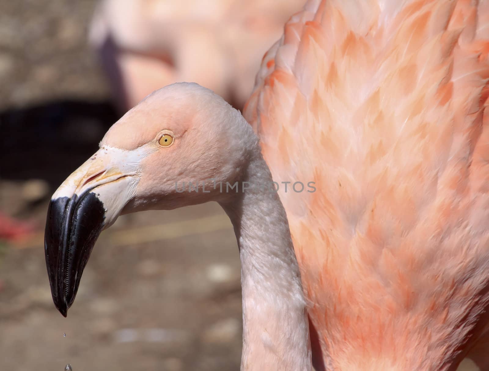 Pink Chilean Flamingo Black Beak, Yellow Eye, Phoenicopterus chilensis, white and pink feathers