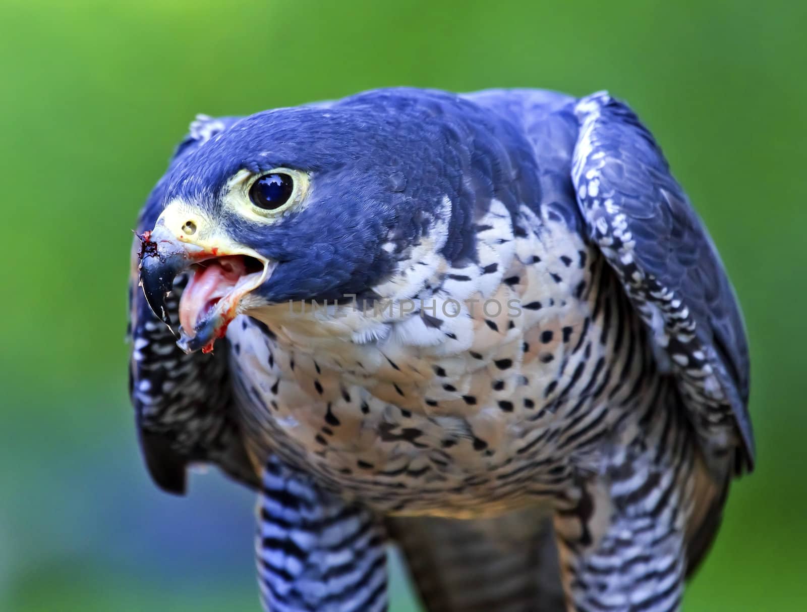 Gyr Falcon Falco Rusticolus eating