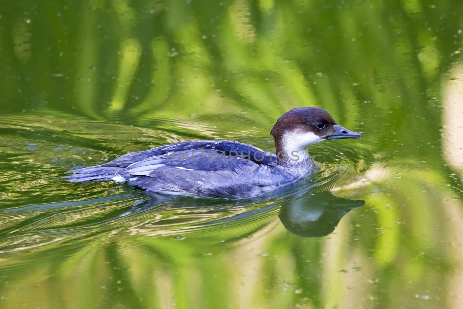 Female Smew Duck with Reflection by bill_perry