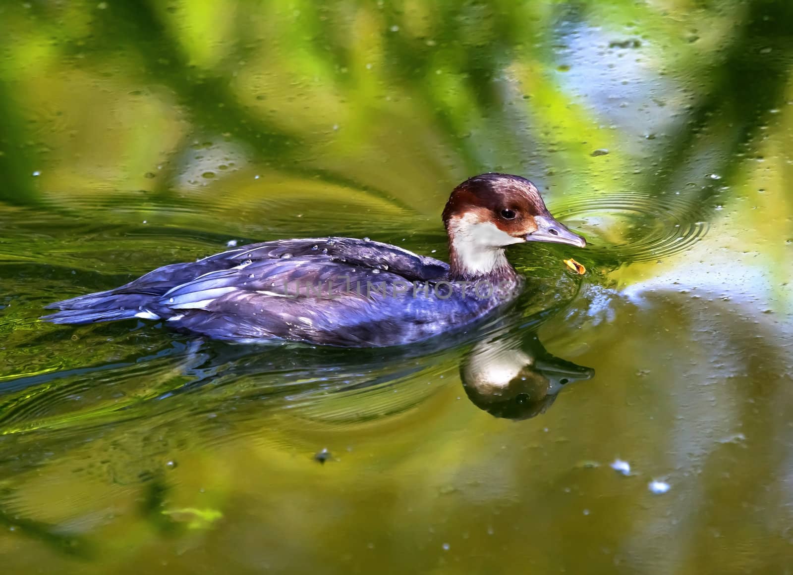 Female Smew Duck with Reflection by bill_perry