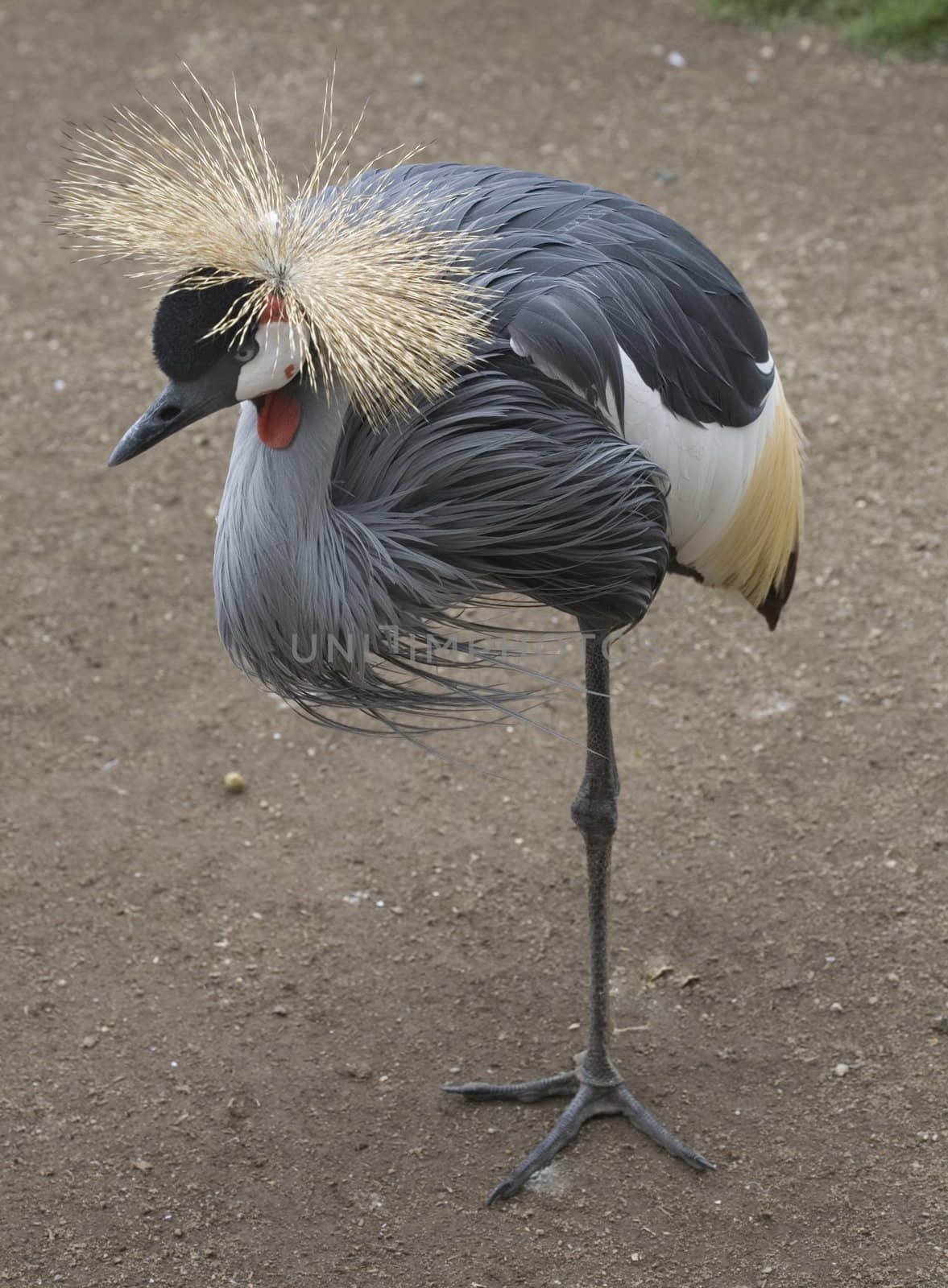 Crowned Crane Standing on One Leg