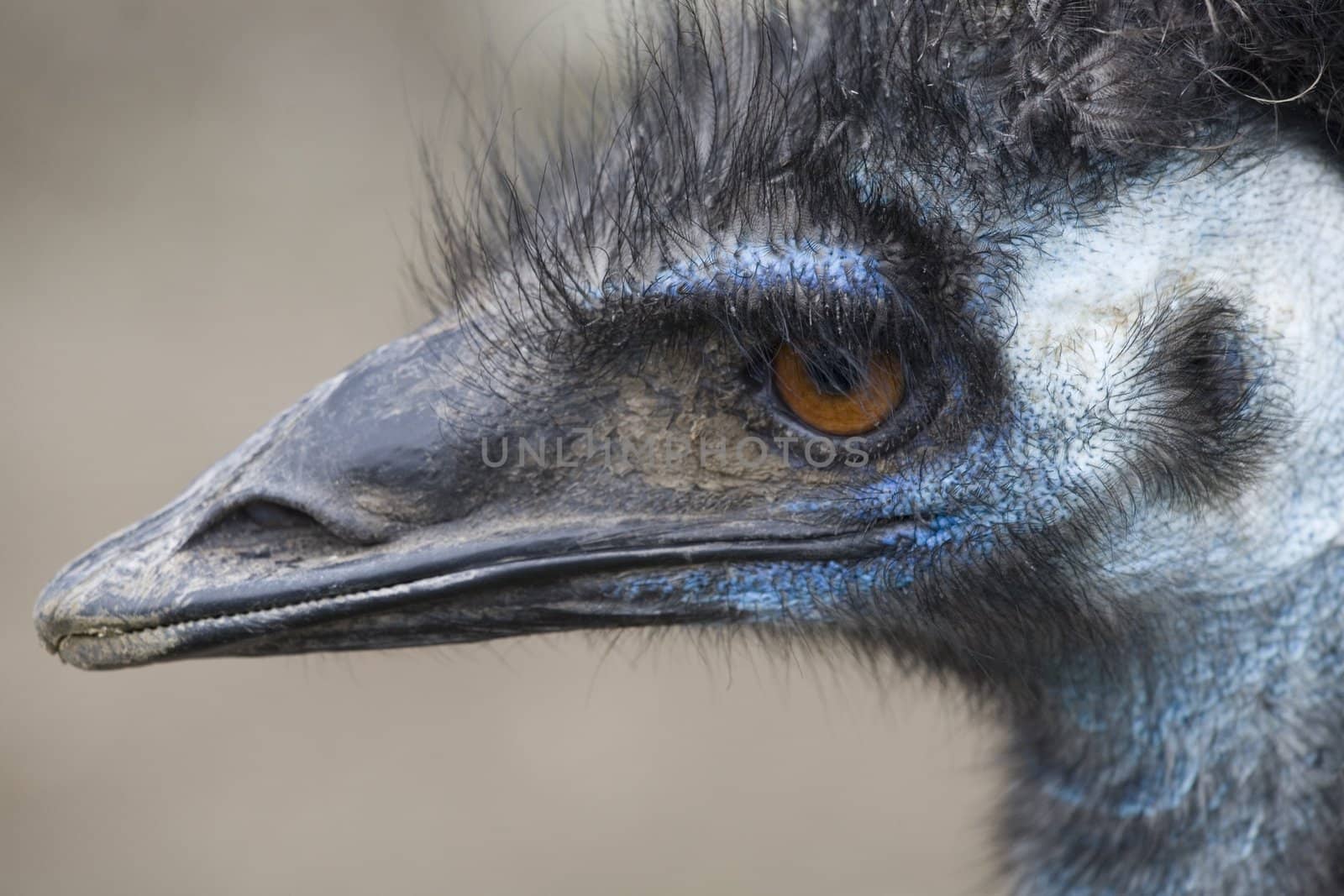 Emu Head Close Up by bill_perry