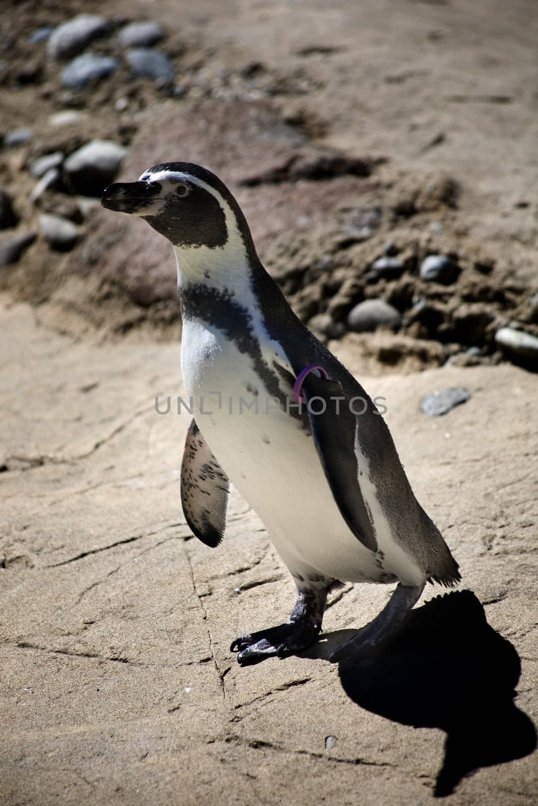 Chinstrap Penguin  by bill_perry