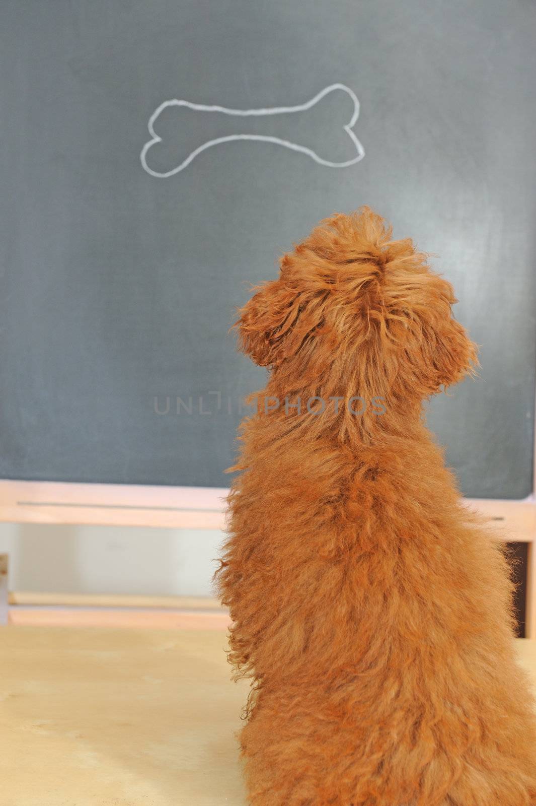 a little poodle dog having a class