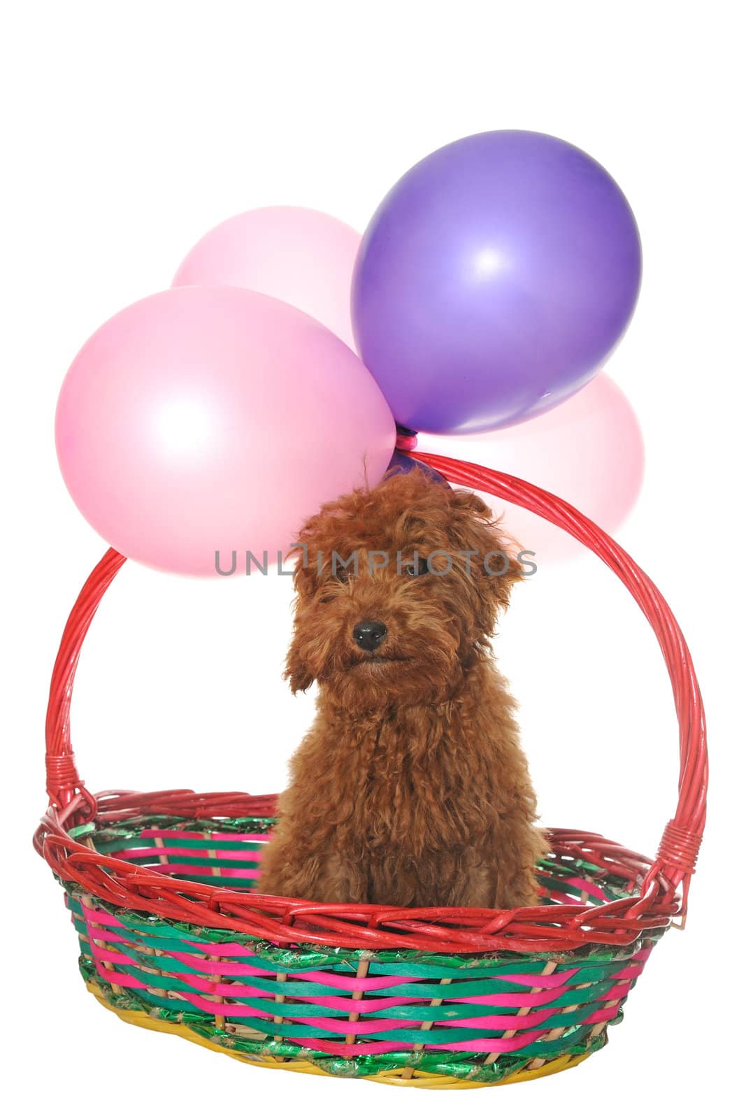 Dog in basket under balloons, isolated on white