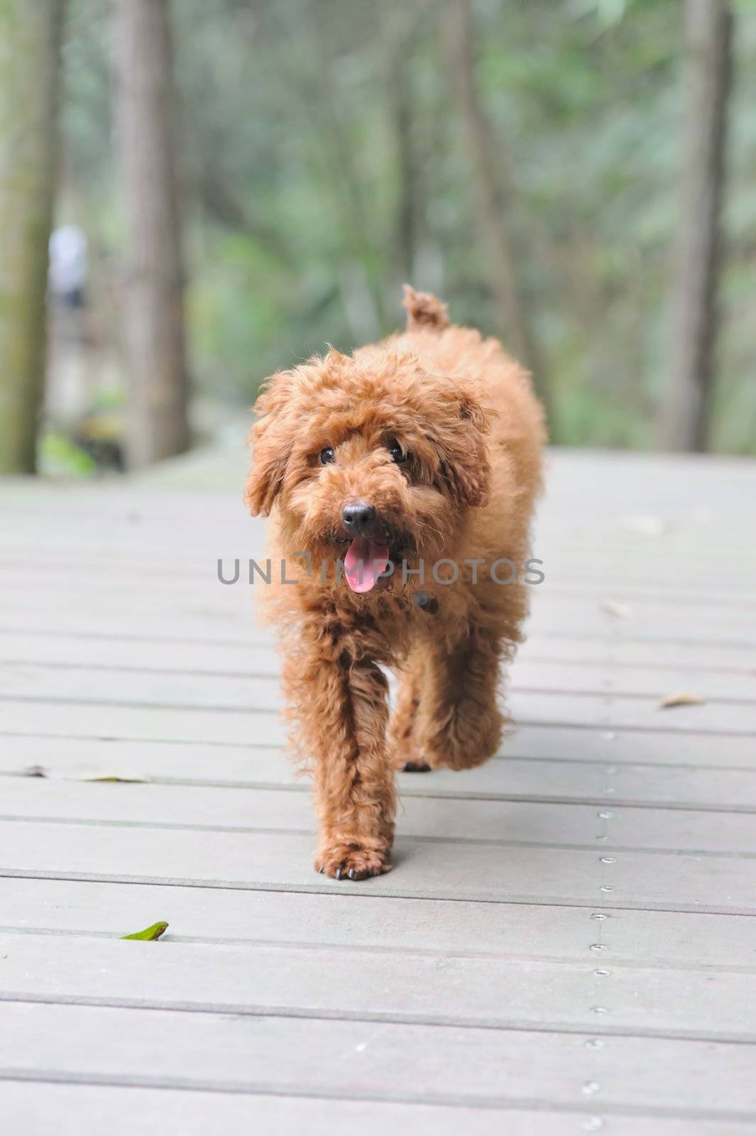 Brown poodle dog walking on the wooden road