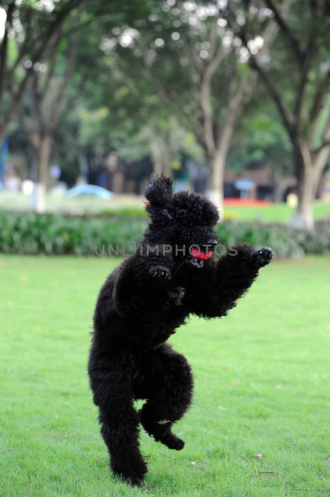 Black poodle dog holding a ball in the mouth and standing on hind legs